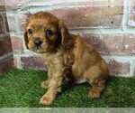 Small #7 Cavalier King Charles Spaniel