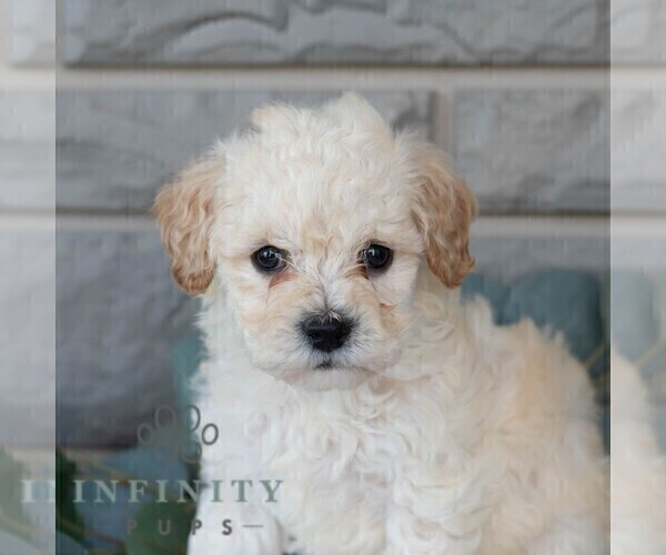 Medium Photo #2 Poochon Puppy For Sale in MIFFLINBURG, PA, USA