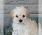 Small #1 Poochon