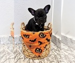 Dallas - Male French Bulldog Puppy for Sale - Photo #2