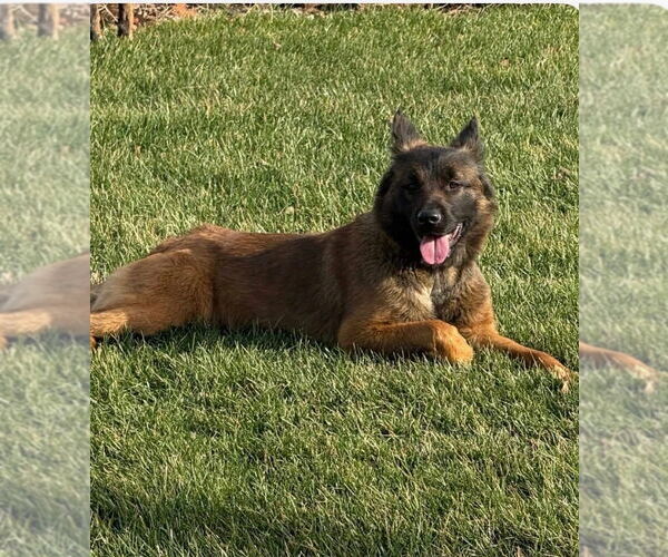 Medium Photo #2 Mutt Puppy For Sale in Imlay City, MI, USA