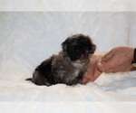 Small ShihPoo