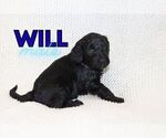 Small #1 Goldendoodle (Miniature)