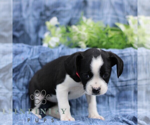 Medium Photo #5 Boston Terrier-Cock-A-Poo Mix Puppy For Sale in PORT ROYAL, PA, USA