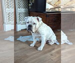 Small #1 Bulldog