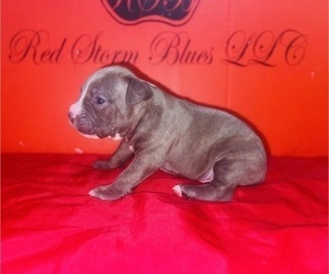 Medium American Pit Bull Terrier