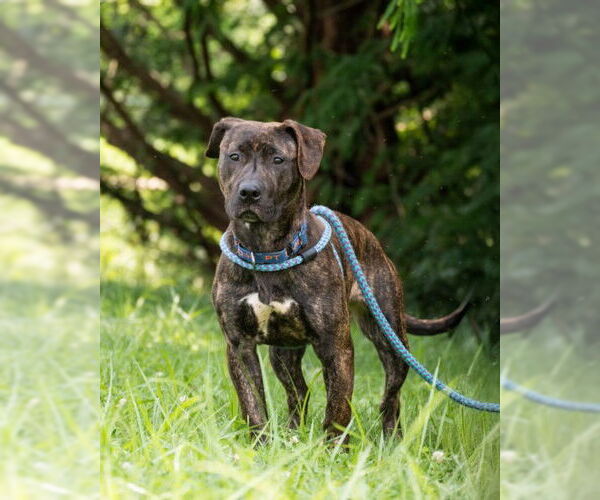Medium Photo #2 Labrador Retriever-Unknown Mix Puppy For Sale in Derwood, MD, USA