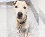 Small #3 Labrador Retriever Mix