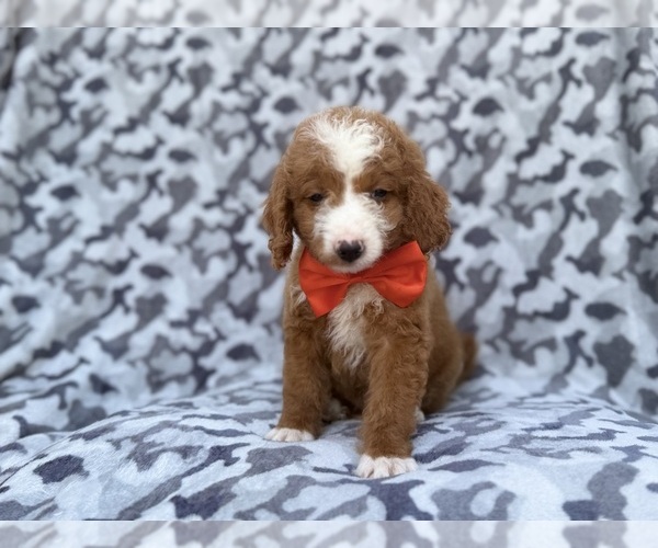 Medium Photo #2 Goldendoodle (Miniature) Puppy For Sale in LAKELAND, FL, USA