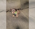 Small Photo #6 Morkie Puppy For Sale in LOS LUNAS, NM, USA