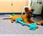 Small #10 German Shepherd Dog Mix