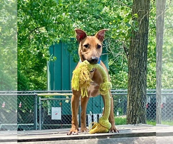 Medium Photo #3 Mutt Puppy For Sale in Elmsford, NY, USA