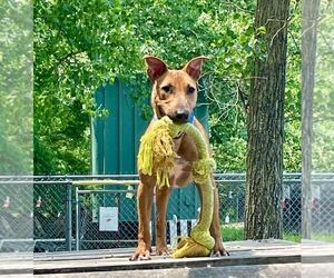 Lucy - Female Mutt Dog for Adoption - Photo #3