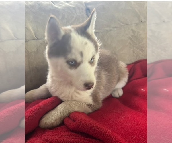 Medium Photo #7 Siberian Husky Puppy For Sale in PINON HILLS, CA, USA