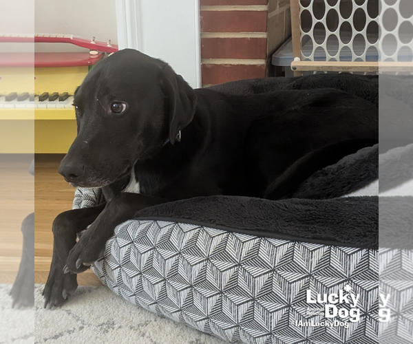 Medium Photo #3 Labrador Retriever-Unknown Mix Puppy For Sale in Washington, DC, USA
