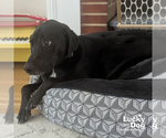 Small #2 Labrador Retriever Mix