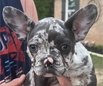 Puppy 1 French Bulldog