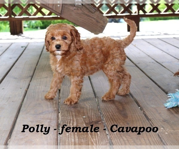 Medium Photo #3 Cavapoo Puppy For Sale in CLARKRANGE, TN, USA