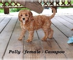 Small #2 Cavapoo
