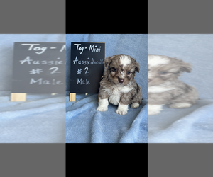 Chow Chow Puppy for sale in NILES, MI, USA