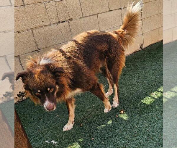 Medium Photo #3 Australian Shepherd-Unknown Mix Puppy For Sale in Rockwall, TX, USA