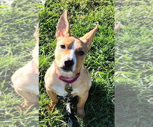Pembroke Welsh Corgi-Unknown Mix Dogs for adoption in Walnutport, PA, USA