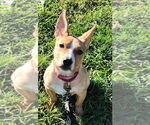 Small Pembroke Welsh Corgi Mix