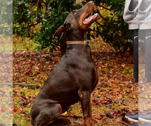 Medium Photo #14 Doberman Pinscher Puppy For Sale in FORT LAUDERDALE, FL, USA