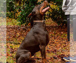 Small Photo #71 Doberman Pinscher Puppy For Sale in FORT LAUDERDALE, FL, USA