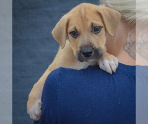 Martin - Male American Staffordshire Terrier-German Shepherd Dog Mix Dog for Adoption - Photo #4