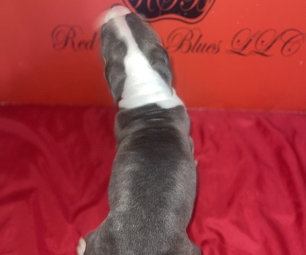 Medium Photo #5 American Pit Bull Terrier Puppy For Sale in TRENTON, NJ, USA
