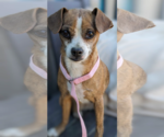 Small #2 Chihuahua Mix
