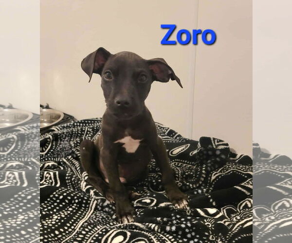 Medium Photo #4 American Pit Bull Terrier-Unknown Mix Puppy For Sale in Des Moines, IA, USA