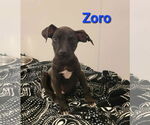 Small #3 American Pit Bull Terrier Mix