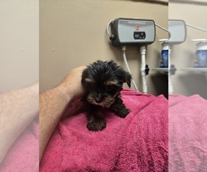 Morkie Puppy for sale in WHITE OAK, GA, USA