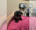 Image preview for Ad Listing. Nickname: Tiny boy