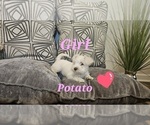 Puppy Potato Schnauzer (Miniature)