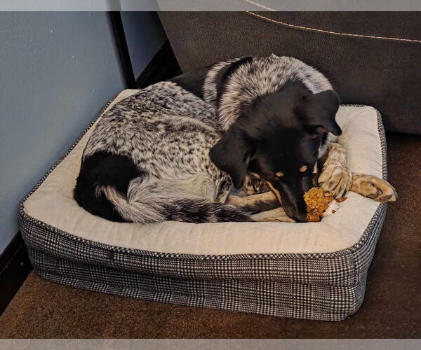 Medium Photo #2 Mutt Puppy For Sale in Tempe , AZ, USA