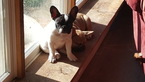 Small Photo #1 French Bulldog Puppy For Sale in HILLSBORO, VA, USA