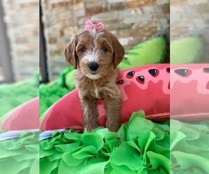 Goldendoodle-YorkiePoo Mix Puppy for sale in KISSIMMEE, FL, USA
