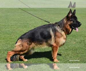 Father of the German Shepherd Dog puppies born on 01/05/2022