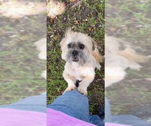 Geoffrey David - Male Shih Tzu Dog for Adoption - Photo #10