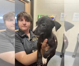 American Pit Bull Terrier Dogs for adoption in Louisville, KY, USA