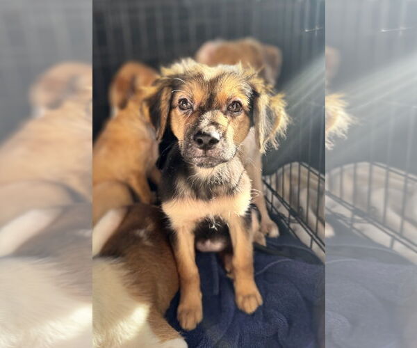 Medium Photo #2 Mutt Puppy For Sale in Newport Beach, CA, USA