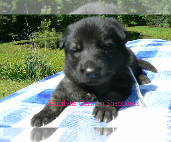 Medium Photo #2 German Shepherd Dog Puppy For Sale in PIEDMONT, MO, USA