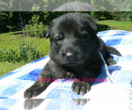 Small #1 German Shepherd Dog