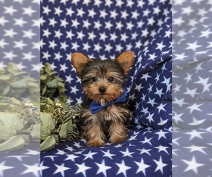 Morkie Puppy for sale in KIRKWOOD, PA, USA