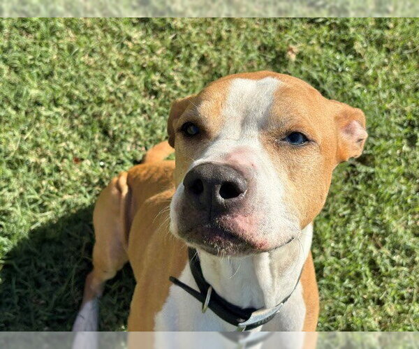 Medium Photo #1 Mutt Puppy For Sale in Tulsa, OK, USA