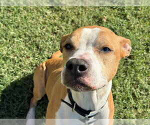 Mutt Dogs for adoption in Tulsa, OK, USA