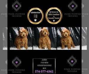Goldendoodle (Miniature) Puppy for sale in WARSAW, IN, USA